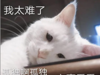 新会计法下,会计如何自保?